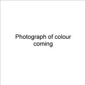 DMBR02 - Terra Cotta